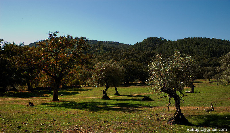 Dehesas de Huelva: paisajes, productos y vida rural entre encinas