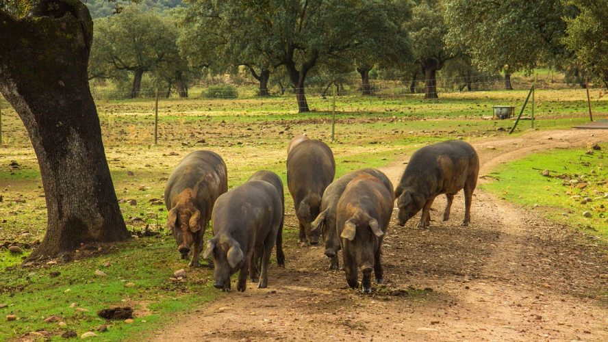Ruta del jamón ibérico en Huelva: dónde comer y qué visitar