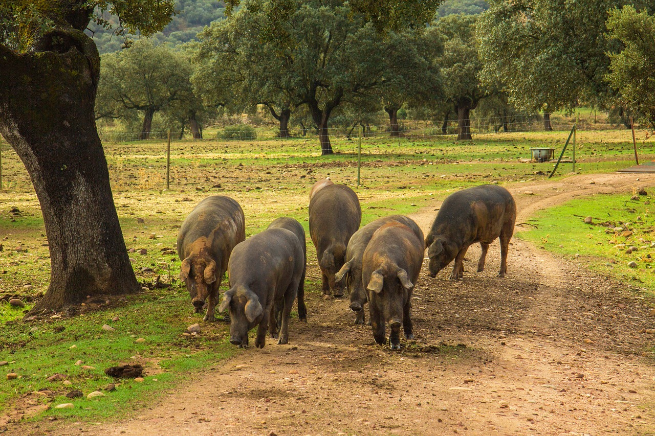 Ruta del jamón ibérico en Huelva: dónde comer y qué visitar