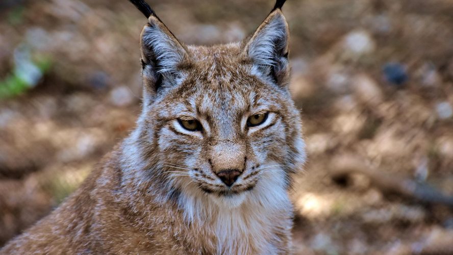 Doñana: cómo visitar el parque nacional más famoso de Andalucía