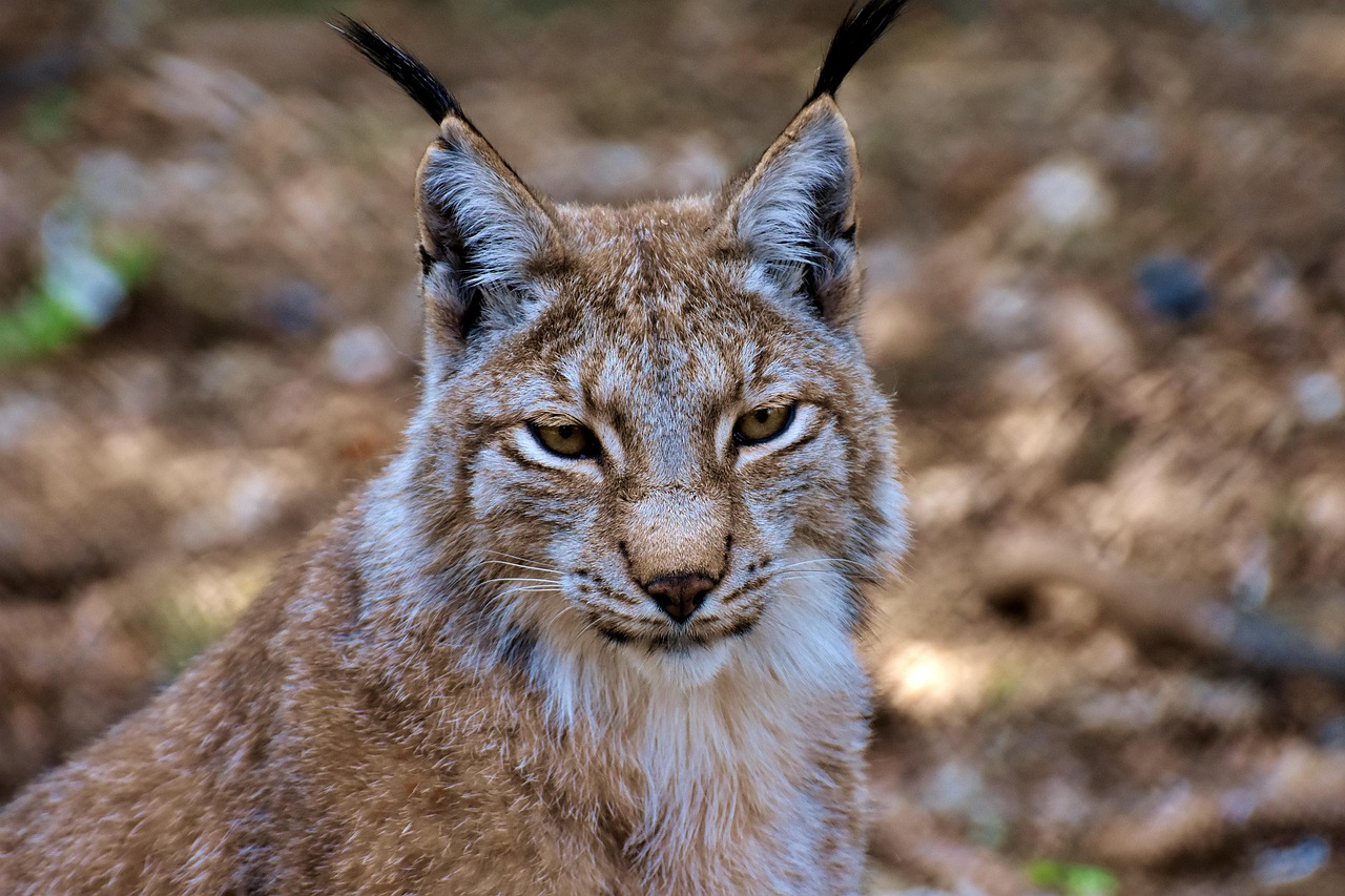 Doñana: cómo visitar el parque nacional más famoso de Andalucía